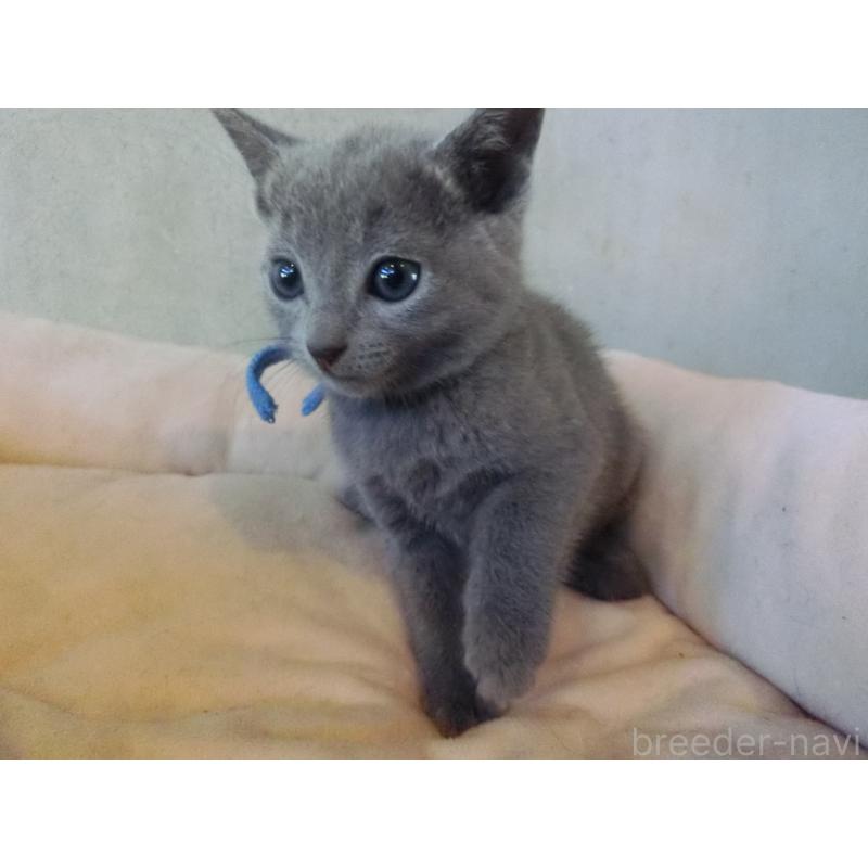 販売中の兵庫県のロシアンブルー-132728の4枚目