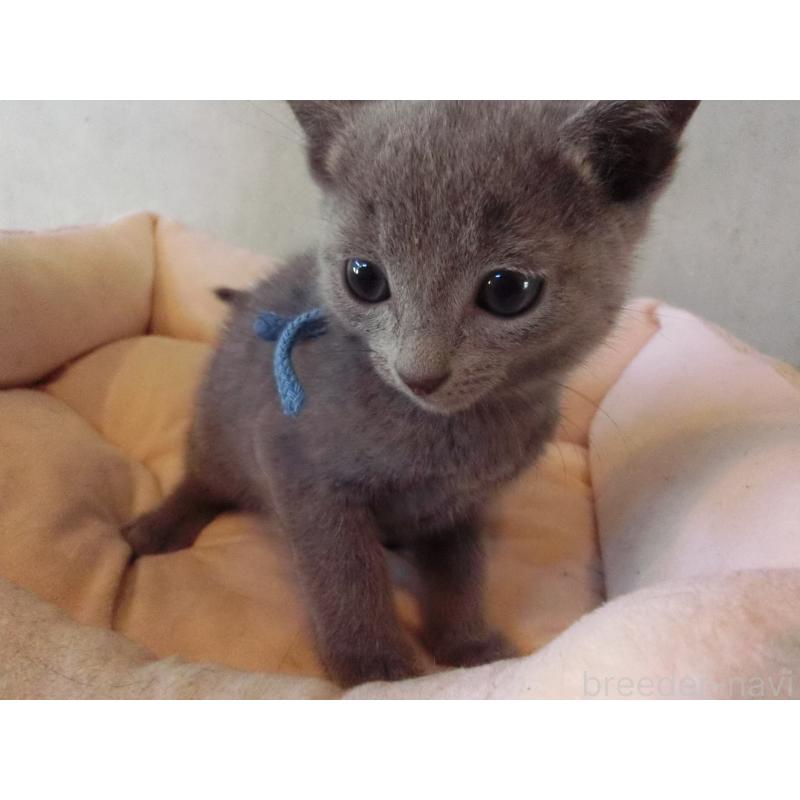 販売中の兵庫県のロシアンブルー-132728の3枚目