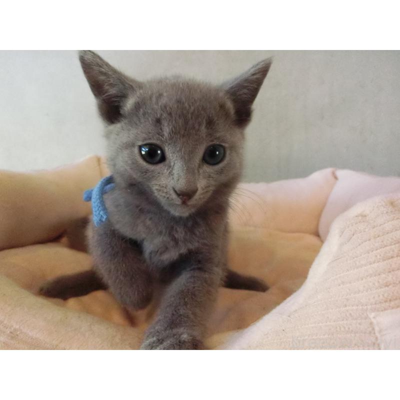 販売中の兵庫県のロシアンブルー-132728の2枚目