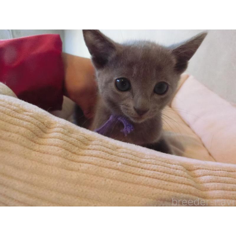 販売中の兵庫県のロシアンブルー-132729の4枚目