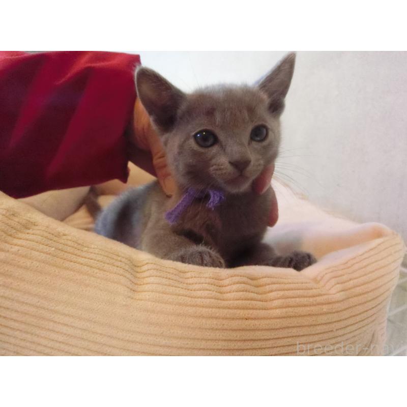 販売中の兵庫県のロシアンブルー-132729の3枚目