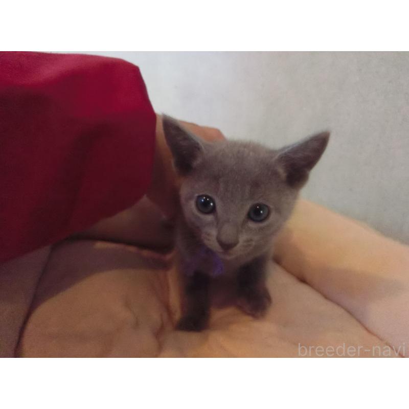 販売中の兵庫県のロシアンブルー-132729の2枚目
