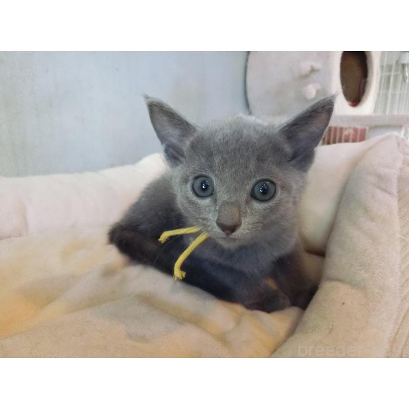 販売中の兵庫県のロシアンブルー-132730の5枚目