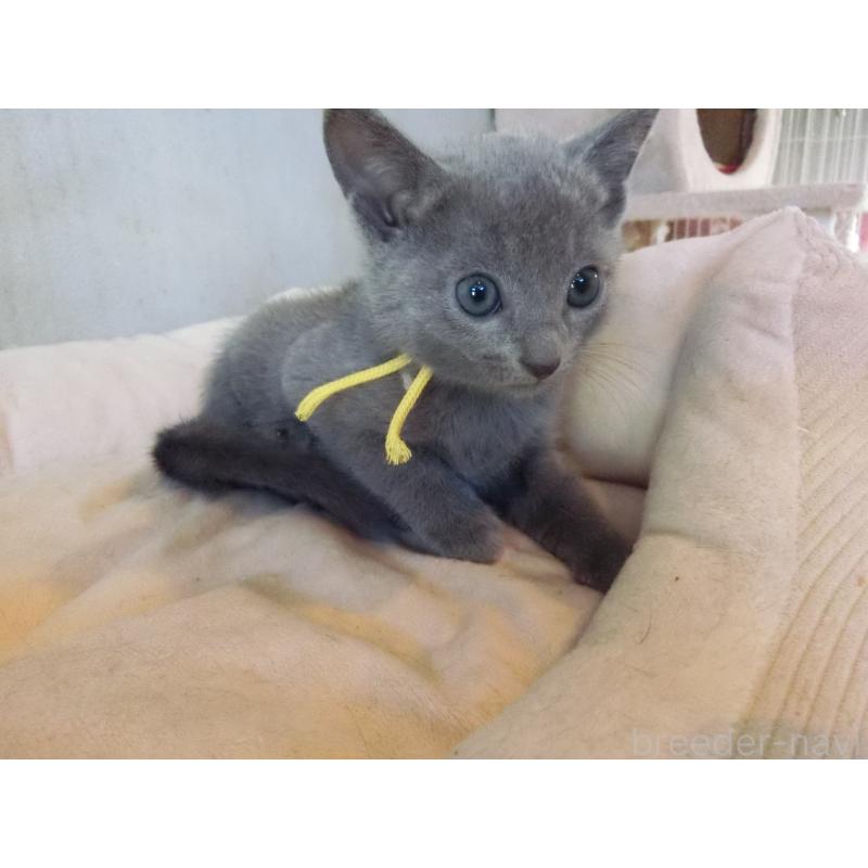 販売中の兵庫県のロシアンブルー-132730の4枚目