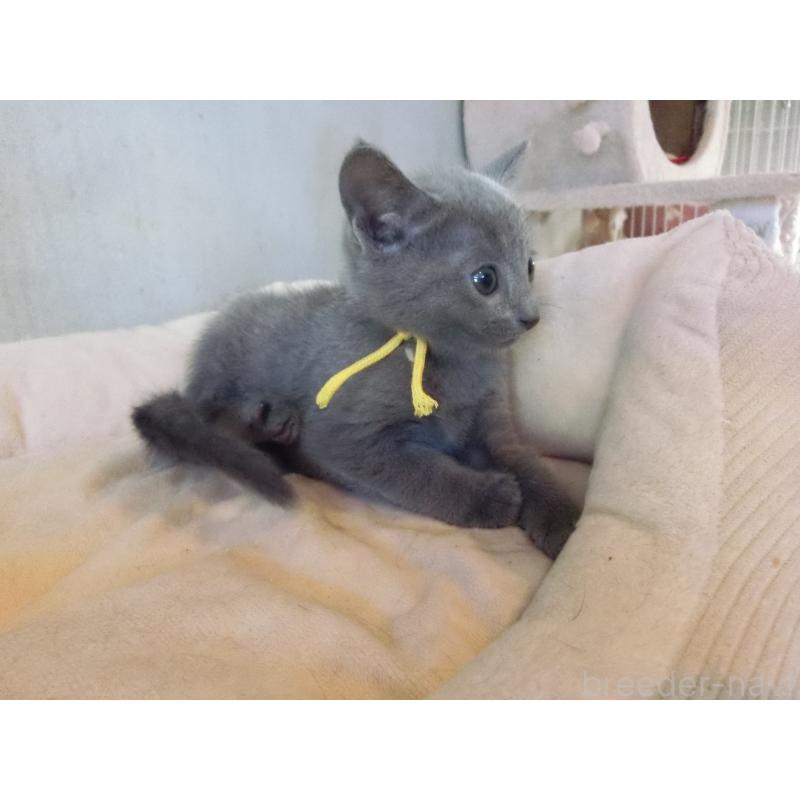 販売中の兵庫県のロシアンブルー-132730の3枚目