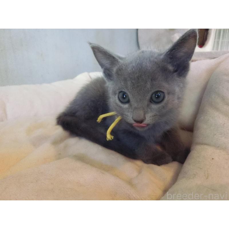 販売中の兵庫県のロシアンブルー-132730の2枚目