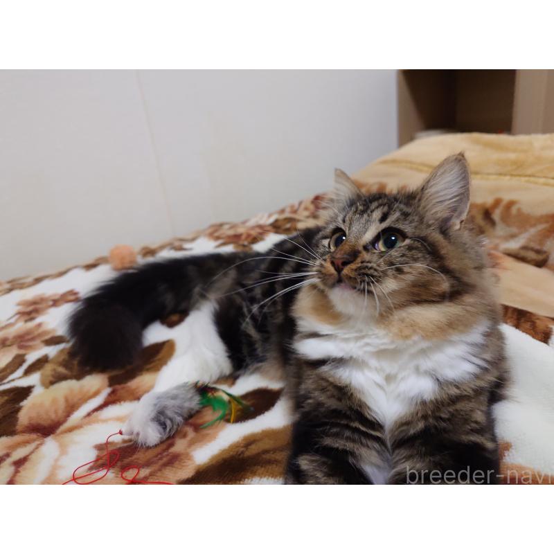 販売中の埼玉県のノルウェージャンフォレストキャット-118663の8枚目