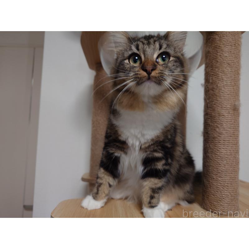 販売中の埼玉県のノルウェージャンフォレストキャット-118663の7枚目