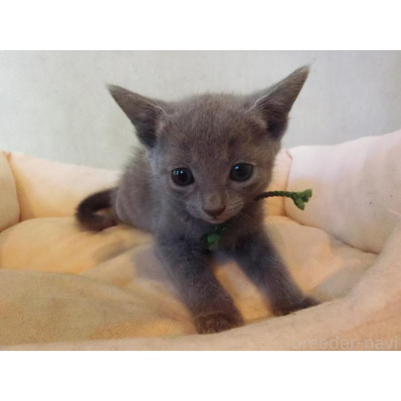 販売中の兵庫県のロシアンブルー-132731の5枚目