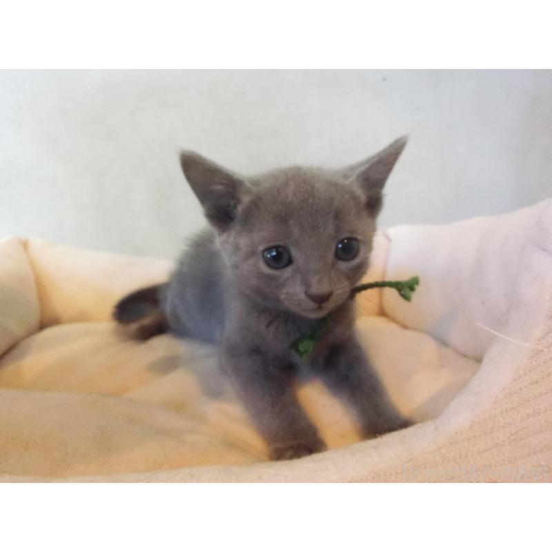 販売中の兵庫県のロシアンブルー-132731の4枚目