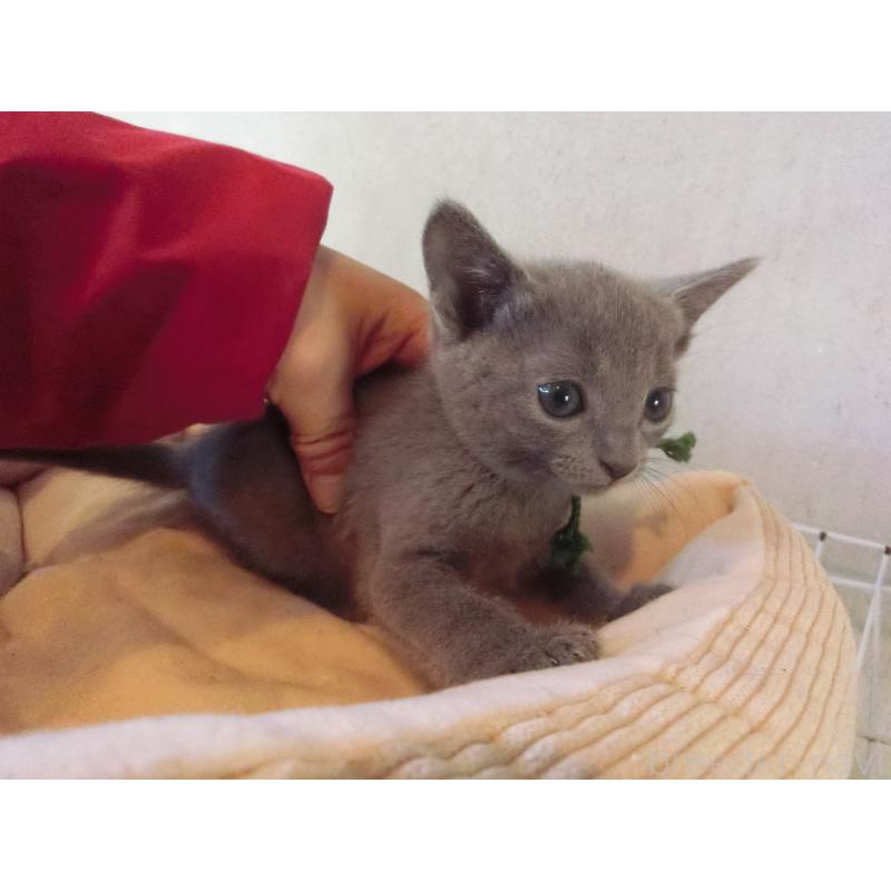 販売中の兵庫県のロシアンブルー-132731の3枚目