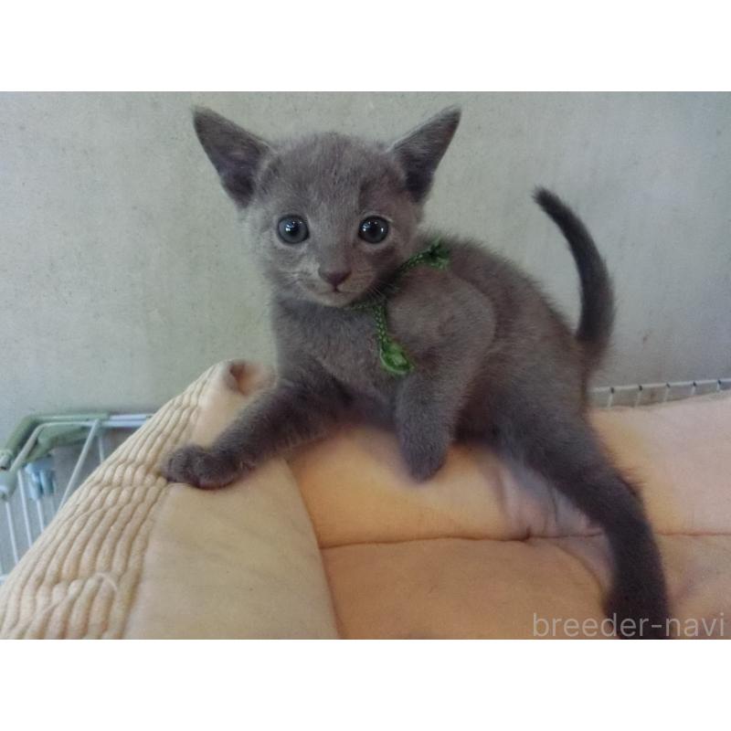 販売中の兵庫県のロシアンブルー-132731の2枚目