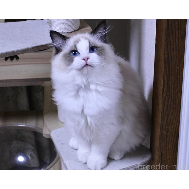 商談中の山梨県のラグドール-124577の10枚目