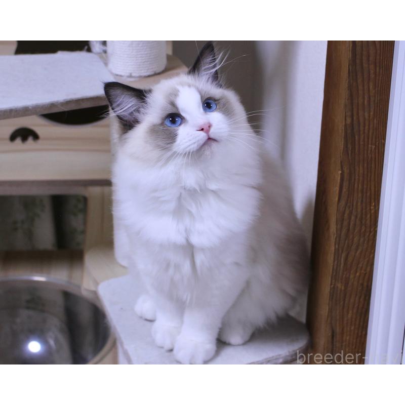 商談中の山梨県のラグドール-124577の9枚目