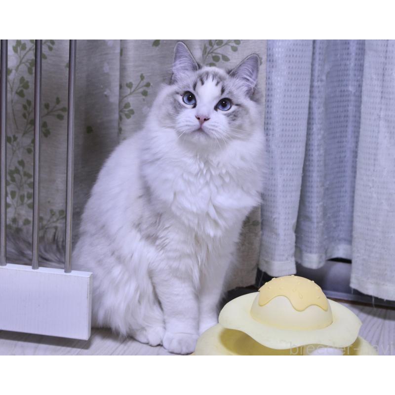 販売中の山梨県のラグドール-119960の6枚目