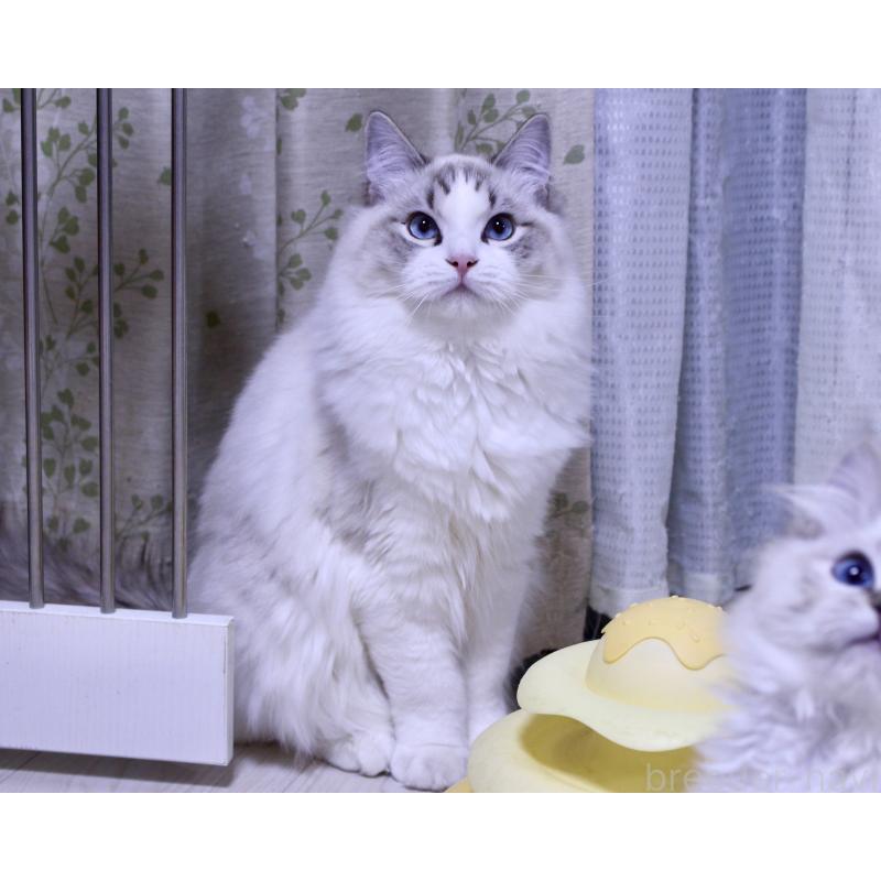 販売中の山梨県のラグドール-119960の5枚目