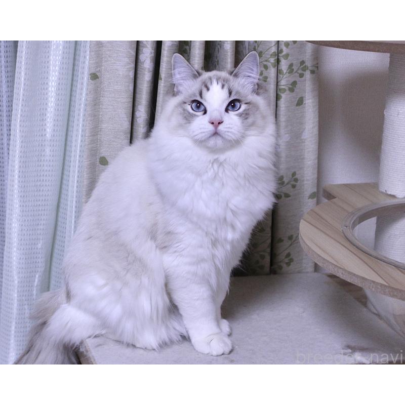 販売中の山梨県のラグドール-119960の3枚目