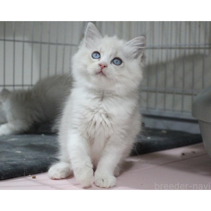 販売中の山梨県のラグドール-131658の6枚目