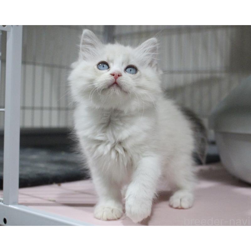 販売中の山梨県のラグドール-131658の5枚目