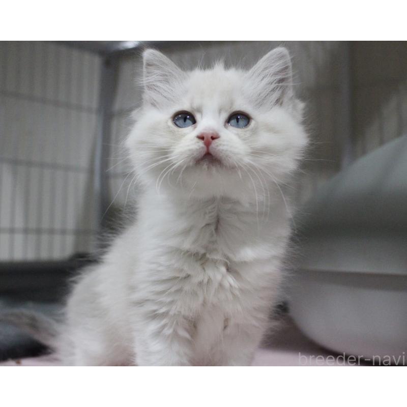 販売中の山梨県のラグドール-131658の4枚目