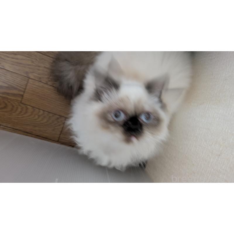 販売中の大阪府のミヌエット-124372の6枚目