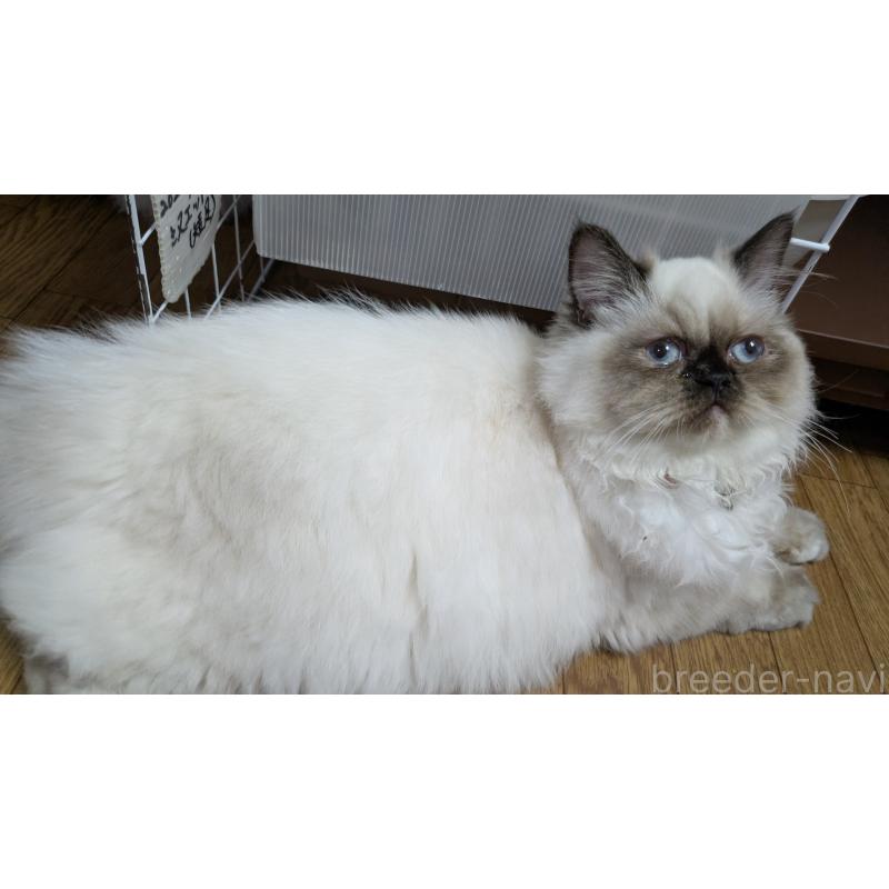 販売中の大阪府のミヌエット-124372