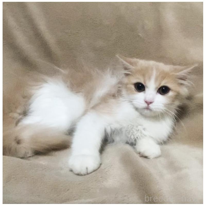 販売中の埼玉県のミヌエット-132732の4枚目