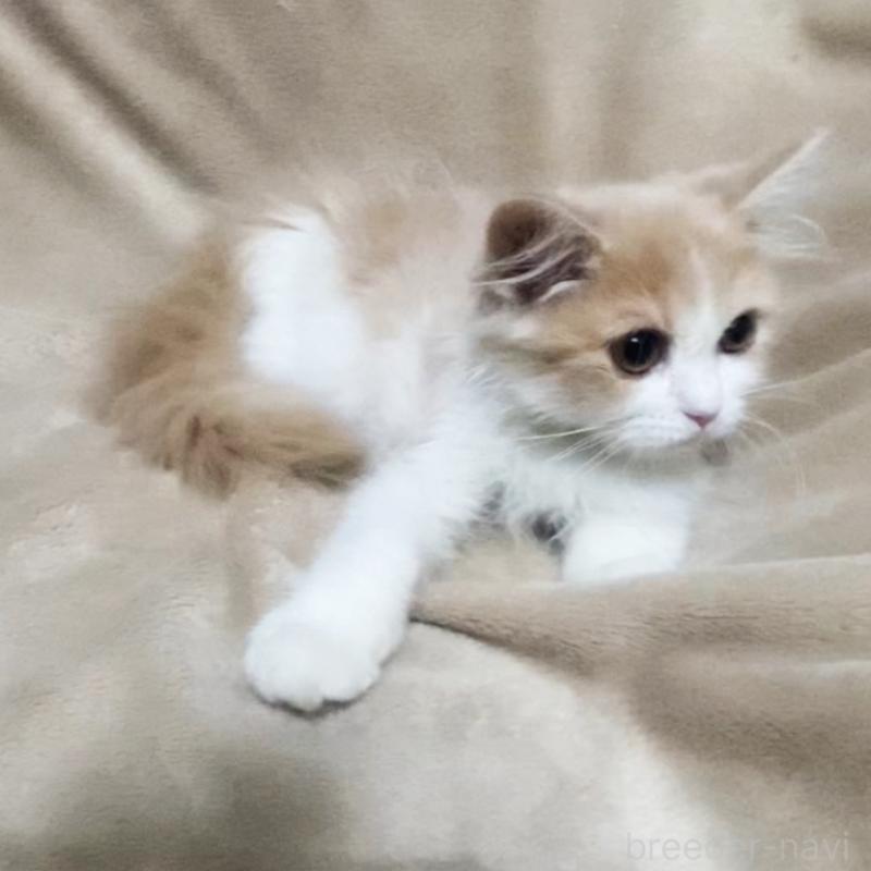 販売中の埼玉県のミヌエット-132732の3枚目