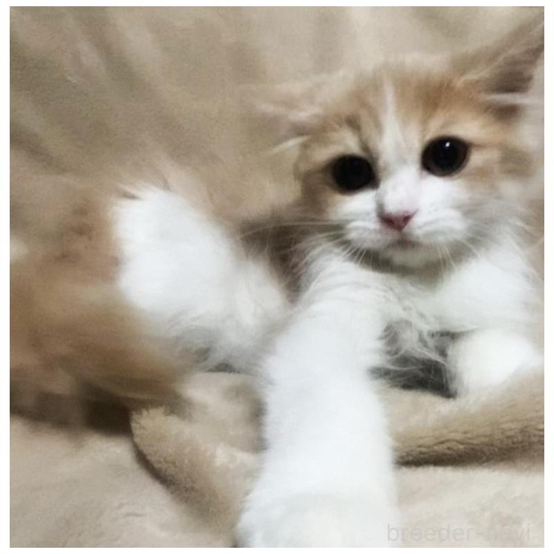 販売中の埼玉県のミヌエット-132732の2枚目