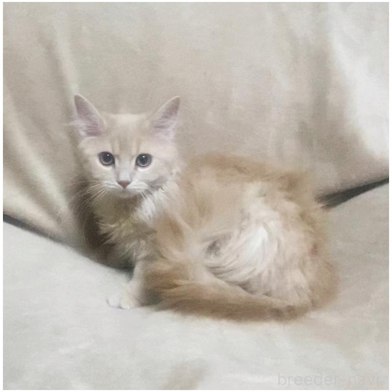 販売中の埼玉県のサイベリアン-132733の7枚目