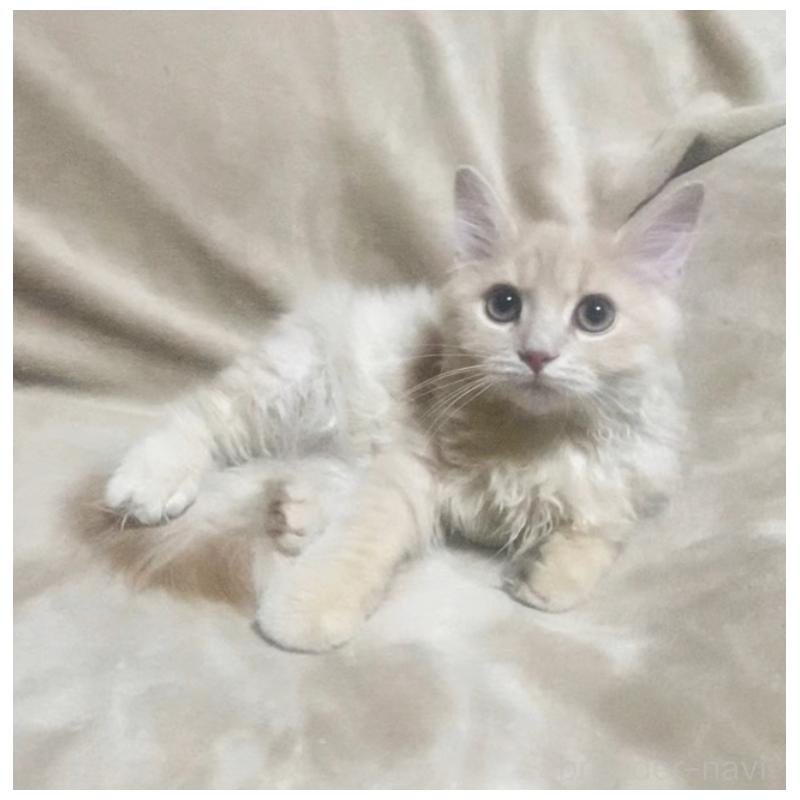 販売中の埼玉県のサイベリアン-132733の6枚目