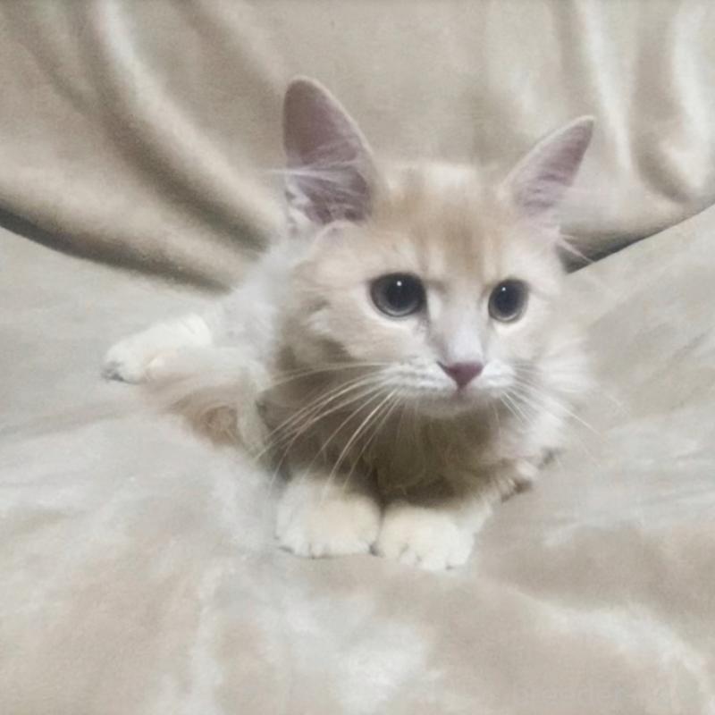 販売中の埼玉県のサイベリアン-132733の4枚目