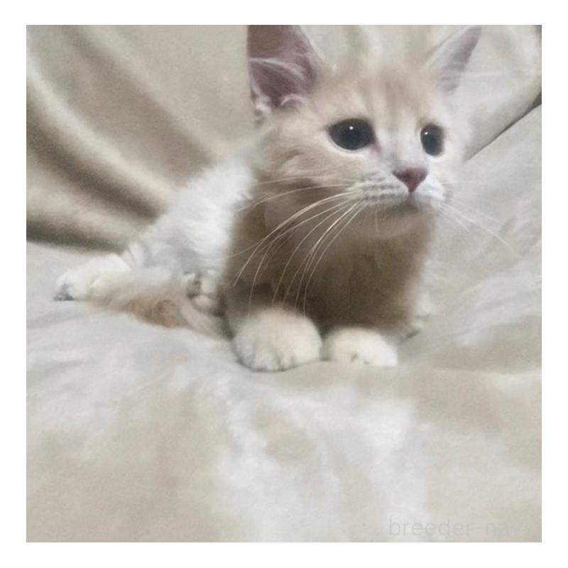 販売中の埼玉県のサイベリアン-132733の3枚目