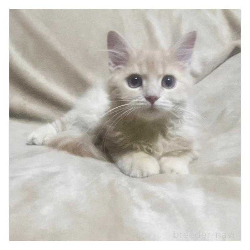 販売中の埼玉県のサイベリアン-132733の2枚目