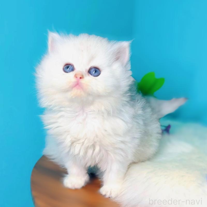 販売中の大阪府のブリティッシュショートヘア-131830