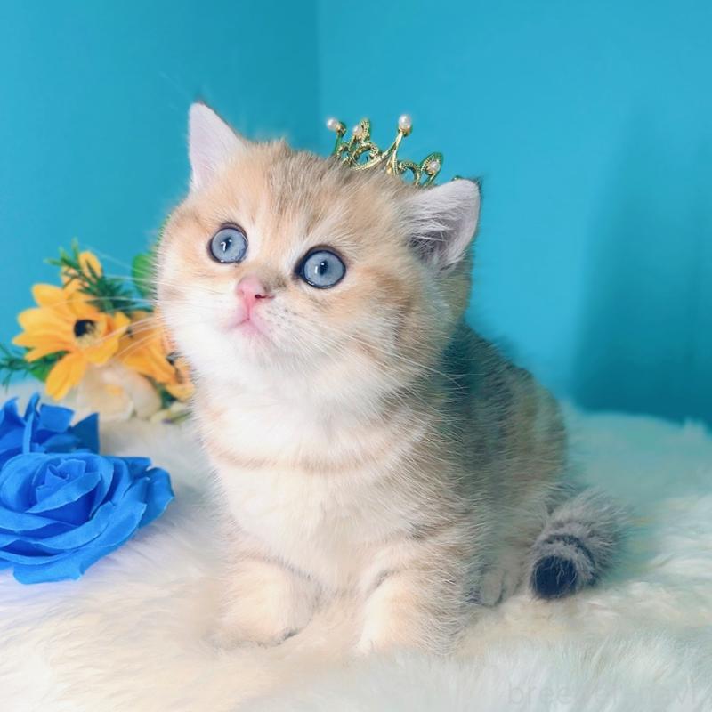 販売中の大阪府のブリティッシュショートヘア-131185