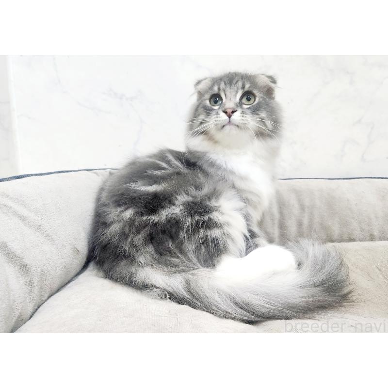 販売中の北海道のスコティッシュフォールド-120470の7枚目