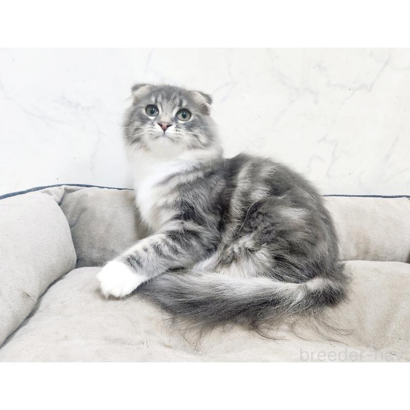 販売中の北海道のスコティッシュフォールド-120470の6枚目