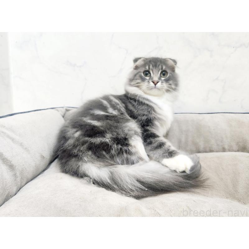 販売中の北海道のスコティッシュフォールド-120470の5枚目