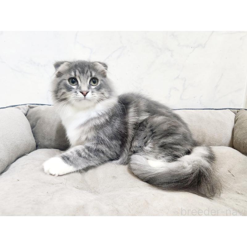 販売中の北海道のスコティッシュフォールド-120470の4枚目