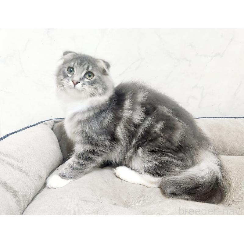 販売中の北海道のスコティッシュフォールド-120470の3枚目