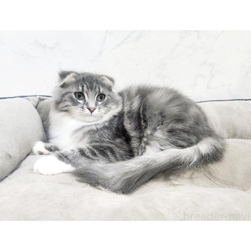 販売中の北海道のスコティッシュフォールド-120470の2枚目