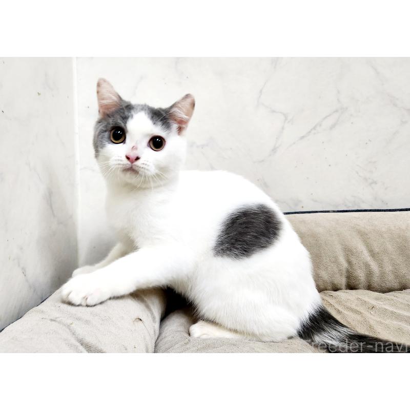 販売中の北海道のスコティッシュフォールド-131665の5枚目