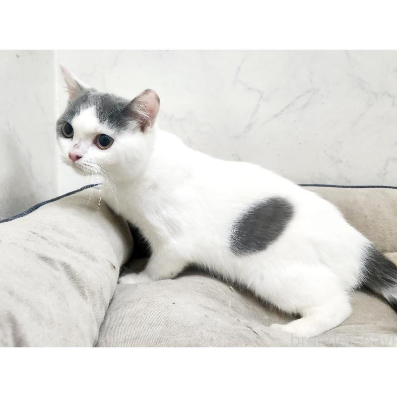 販売中の北海道のスコティッシュフォールド-131665の3枚目