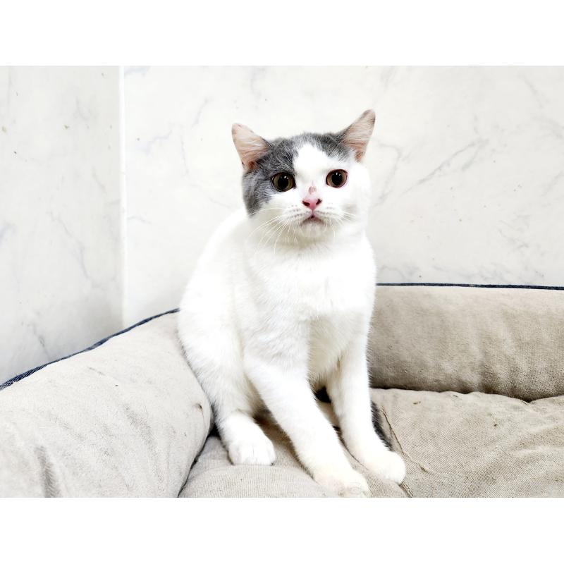 販売中の北海道のスコティッシュフォールド-131665の2枚目