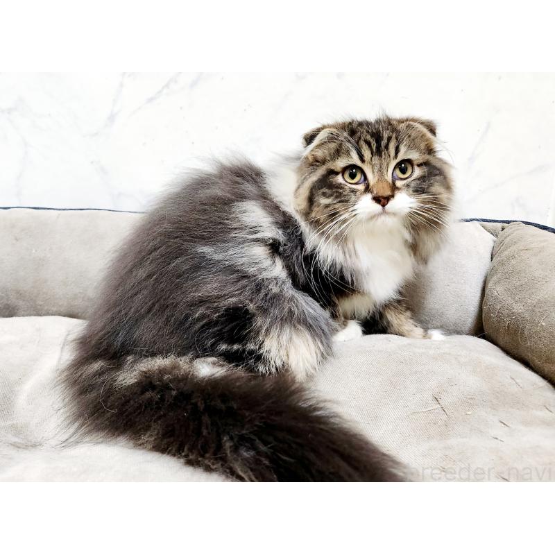 販売中の北海道のスコティッシュフォールド-128403の5枚目