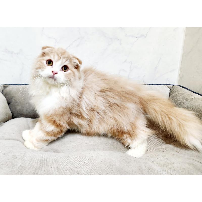 販売中の北海道のスコティッシュフォールド-128404の8枚目