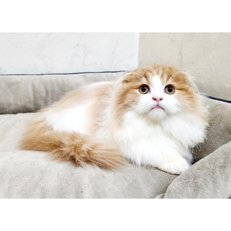 販売中の北海道のスコティッシュフォールド-128405の8枚目