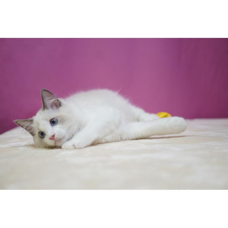 商談中の埼玉県のラグドール-127556の8枚目