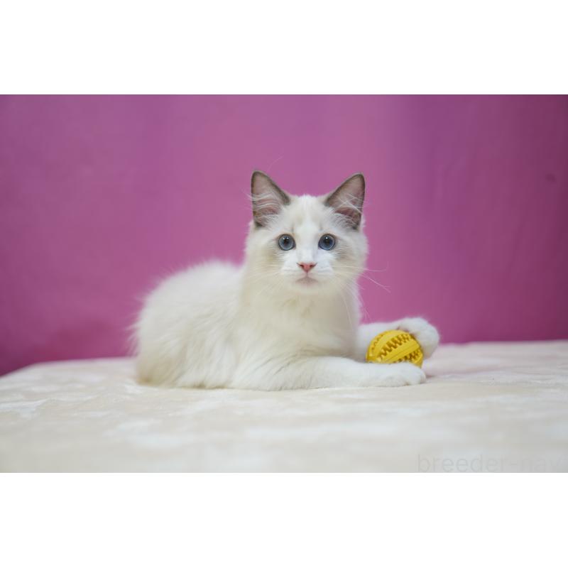 商談中の埼玉県のラグドール-127556の7枚目